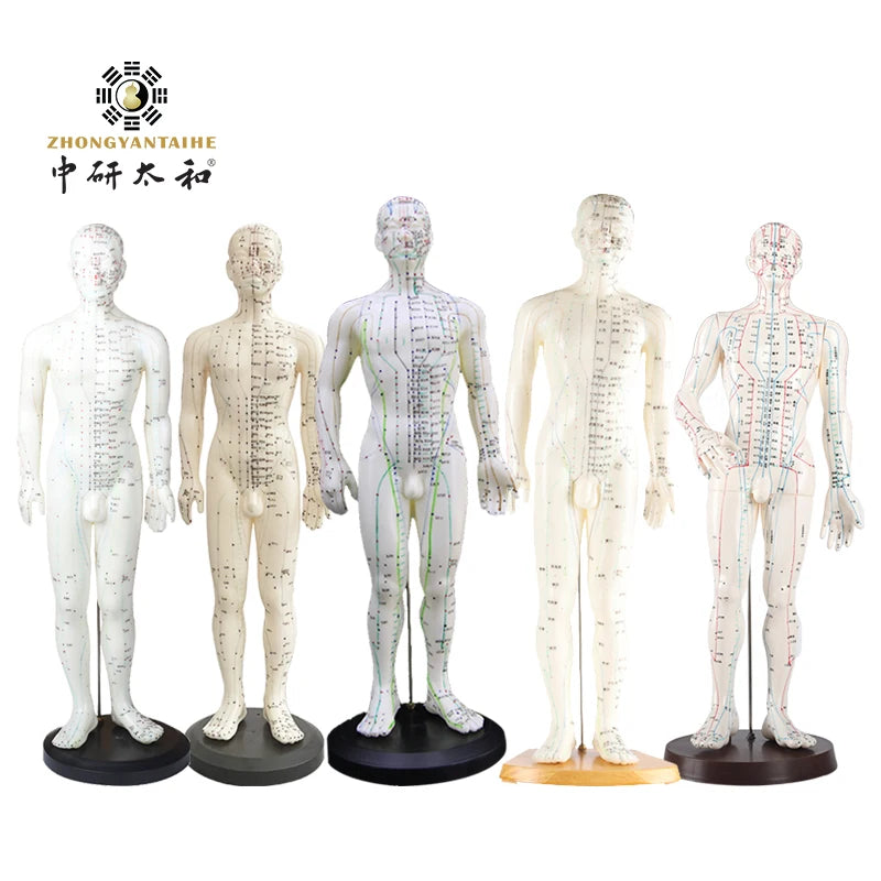 ZHONGYAN TAIHE Human Body Acupuncture Model Male Body Healthy Care Massage Model Meridians Acupuncture Point Model20 In