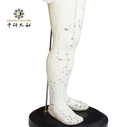 ZHONGYAN TAIHE Human Body Acupuncture Model Male Body Healthy Care Massage Model Meridians Acupuncture Point Model20 In