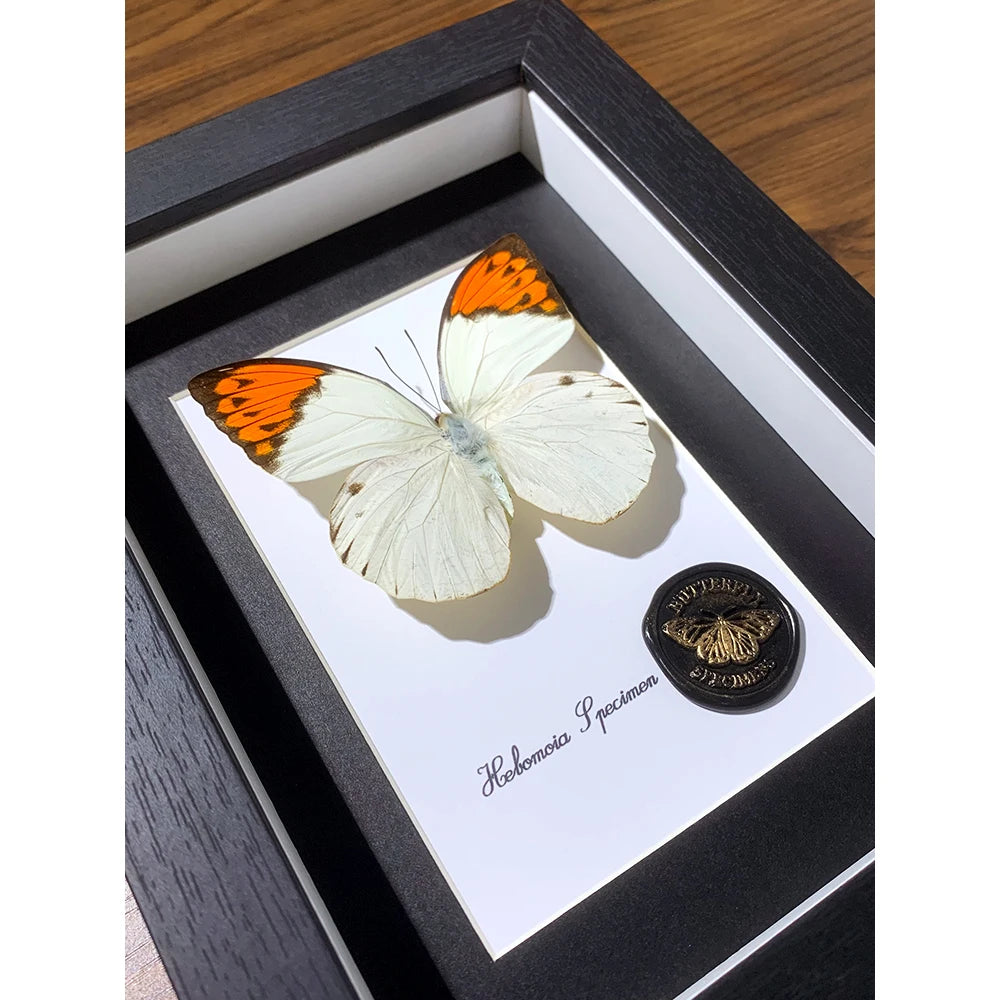 Real Butterfly Specimens Decorative Paintings Three-dimensional Picture Frame Home Bedroom Desk Furniture Features Ornaments